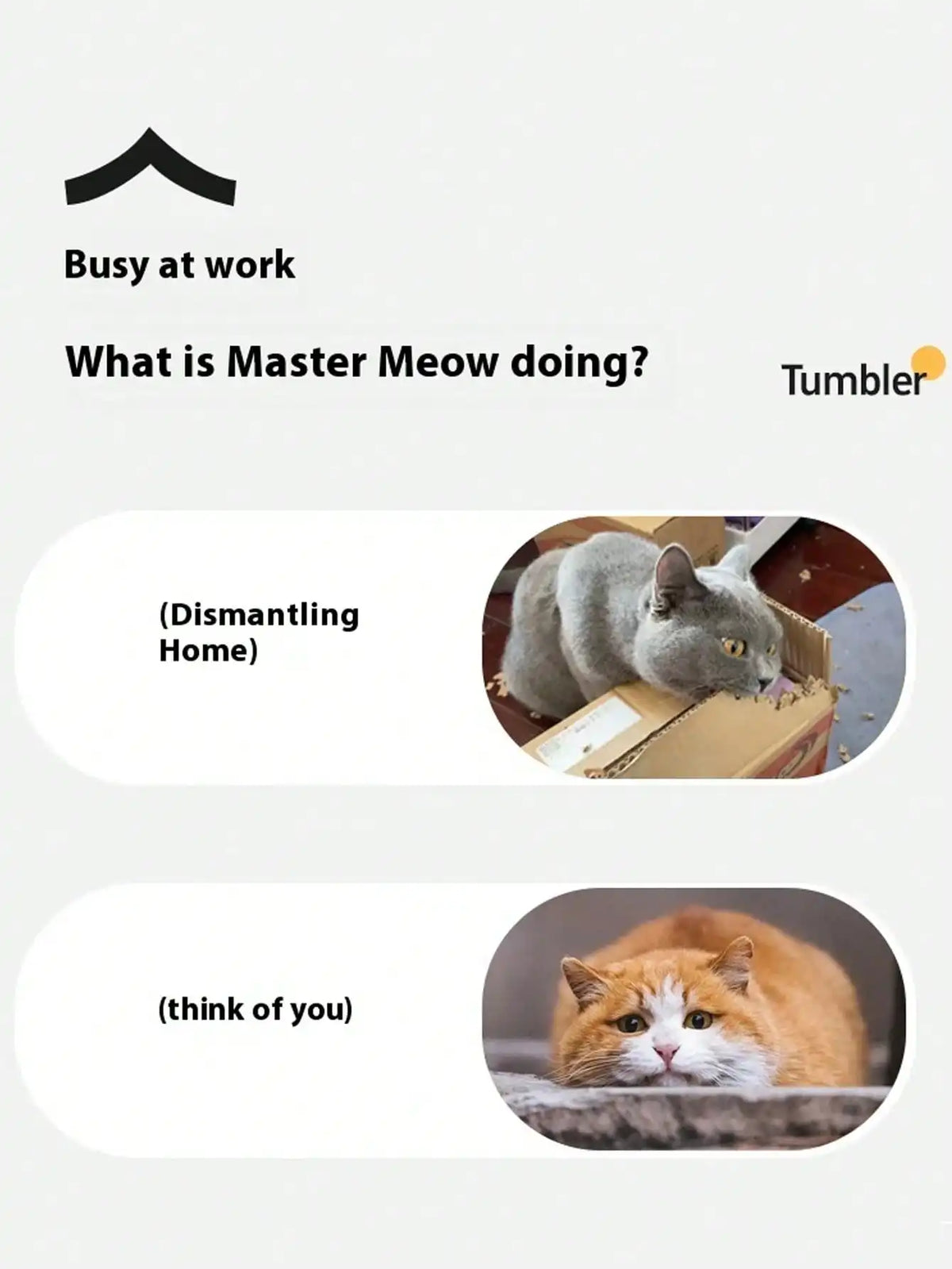 USB Rechargeable Electric Cat Ball Toy